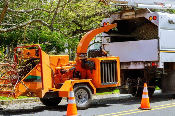 The Steps Involved in Our Tree Care Process in Rush Springs, OK